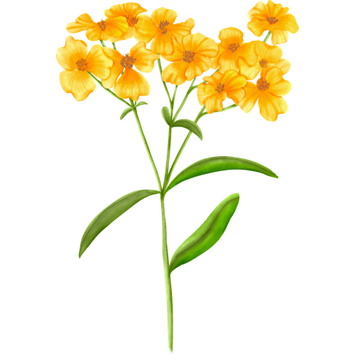 Variétés de tagète