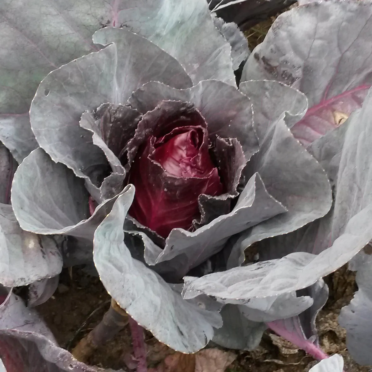 Roter Spitzkohl 'Kalibos' (Brassica oleracea) Samen