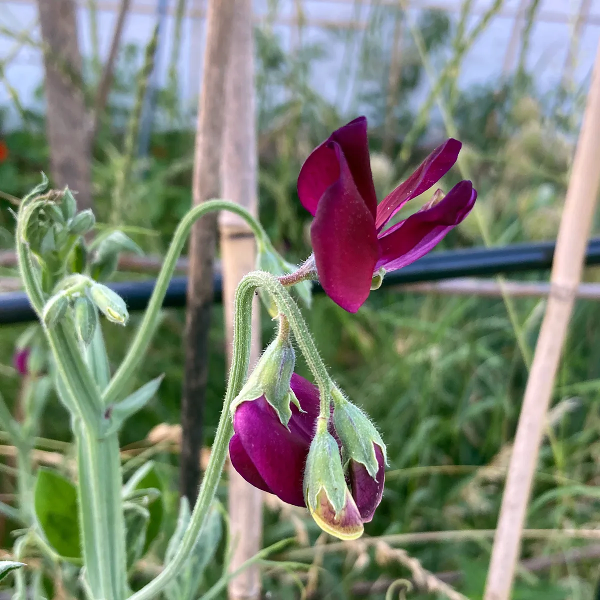 Bordeauxrote Duftwicke 'Beaujolais' (Lathyrus odoratus) Samen