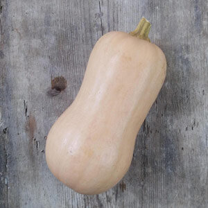 Fruit mûr de courge Butternut 'Ponca' (Cucurbita moschata) sur du bois