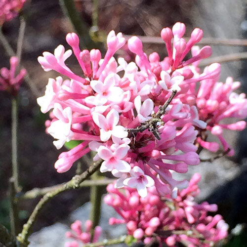 Viorne odorante (Viburnum farreri) aux bouquets de fleurs roses sur rameaux nus