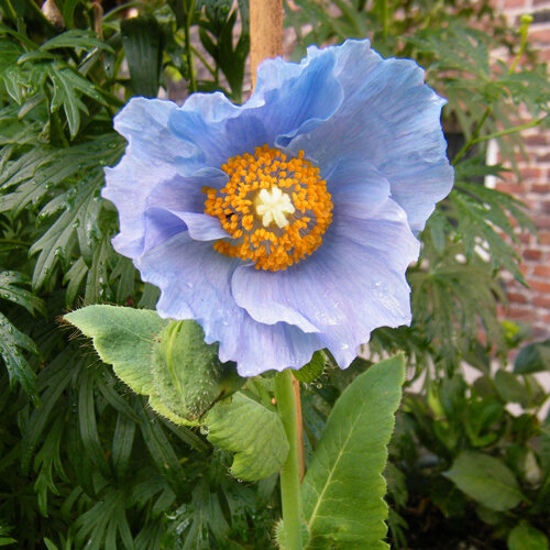 Fleur bleu ciel du pavot bleu de l'Himalaya (Meconopsis betonicifolia) aux étamines jaunes