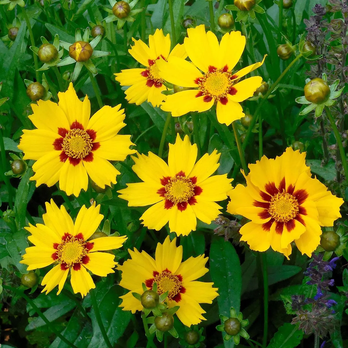Lanzettliches Mädchenauge 'Sterntaler' (Coreopsis lanceolata) Samen