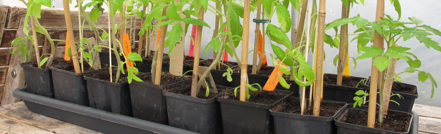 Jeunes plants de tomates