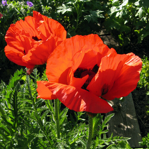 Pavot d'Orient (Papaver orientale) aux grandes fleurs rouge vif