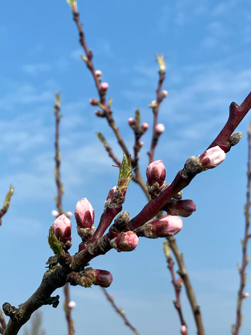 Boutons roses de pêcher sur une branche devant un ciel bleu