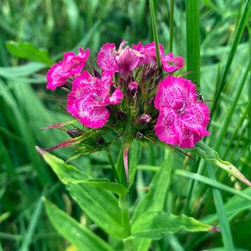 Œillet de poète (Dianthus barbatus) aux fleurs roses marquées de blanc