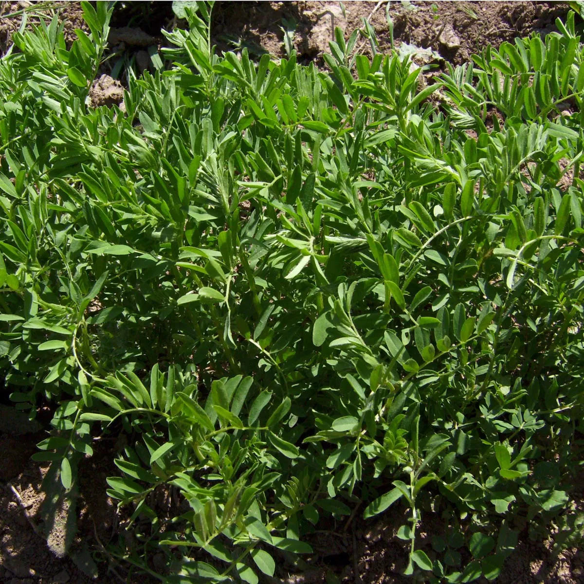Linse 'Du Puy' (Lens culinaris) Bio