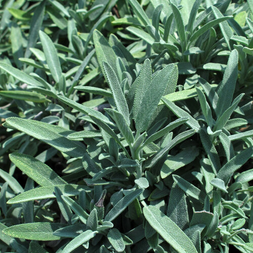 Feuilles vert argenté de sauge officinale (Salvia officinalis)