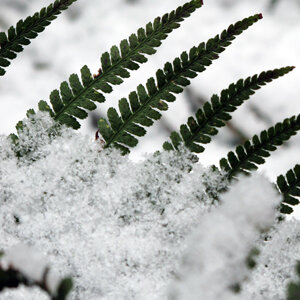 Frondes de fougère vertes sortant de la neige