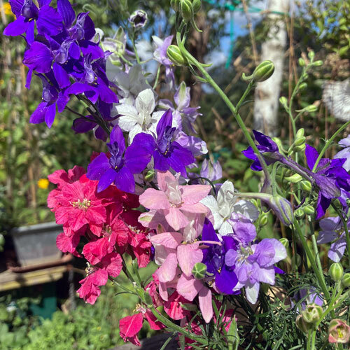 Bouquet de pieds-d'alouette annuels bleus, violets, roses, rouges et blancs