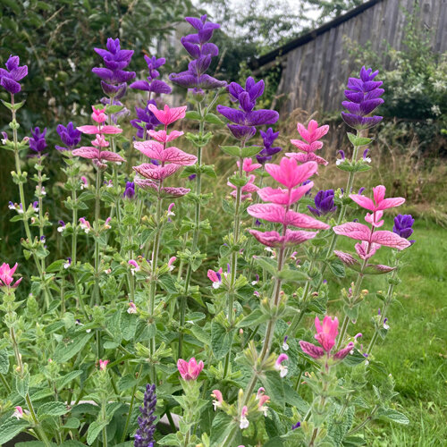 Sauge hormin (Salvia viridis) aux bractées roses et violettes