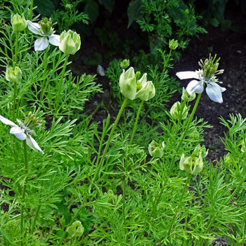 Nigelle cultivée (Nigella sativa) aux fleurs claires, boutons et feuillage finement découpé