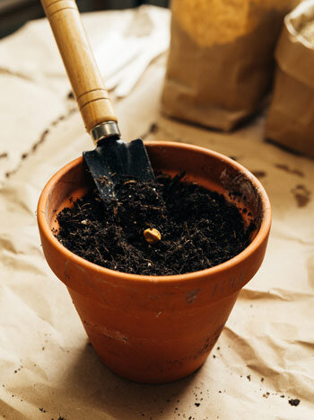 Pot en terre cuite rempli de terreau sombre et petit transplantoir