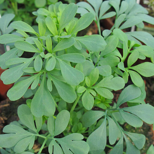 Feuilles vert bleuté de rue fétide (Ruta graveolens)