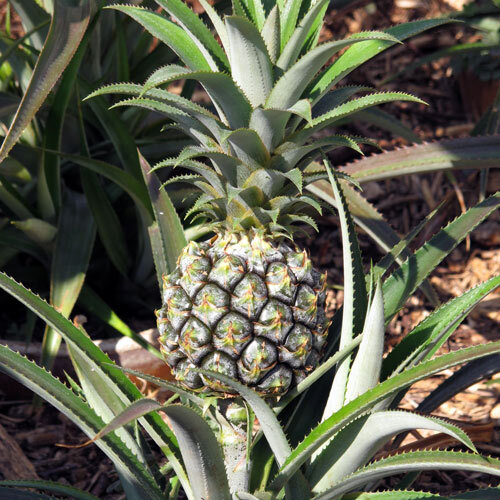 Plant d'ananas avec un jeune fruit entre des feuilles aux bords épineux