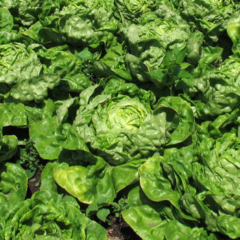 Têtes de laitue serrées dans un potager