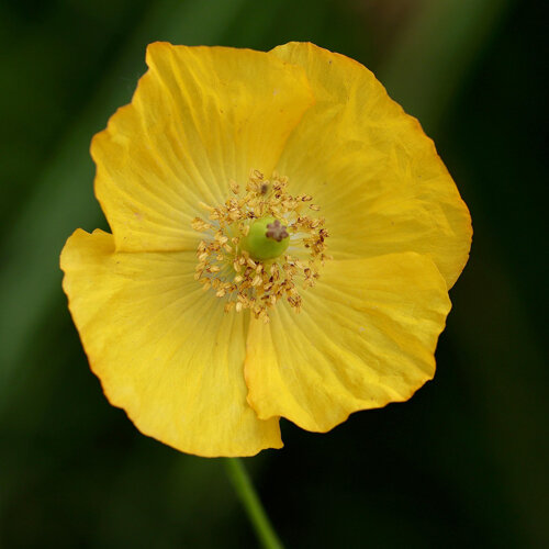 Fleur jaune du pavot des Alpes (Papaver alpinum)