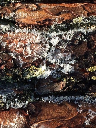 Cristaux de glace sur l'écorce d'un tronc d'arbre