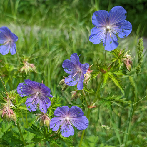 Géranium vivace aux fleurs bleu violet et aux feuilles finement découpées