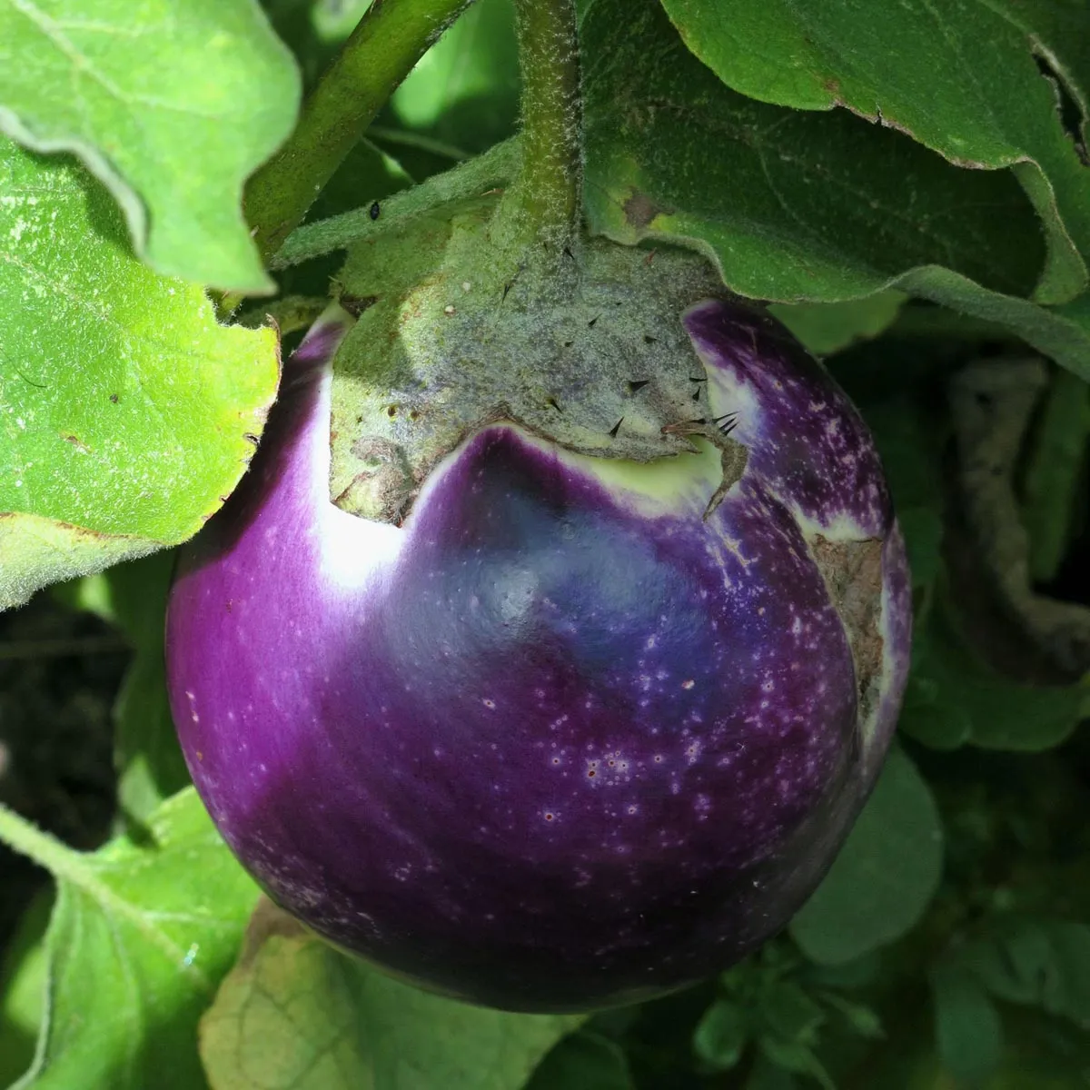 Aubergine 'Black Beauty' (Solanum melongena) Bio Saatgut