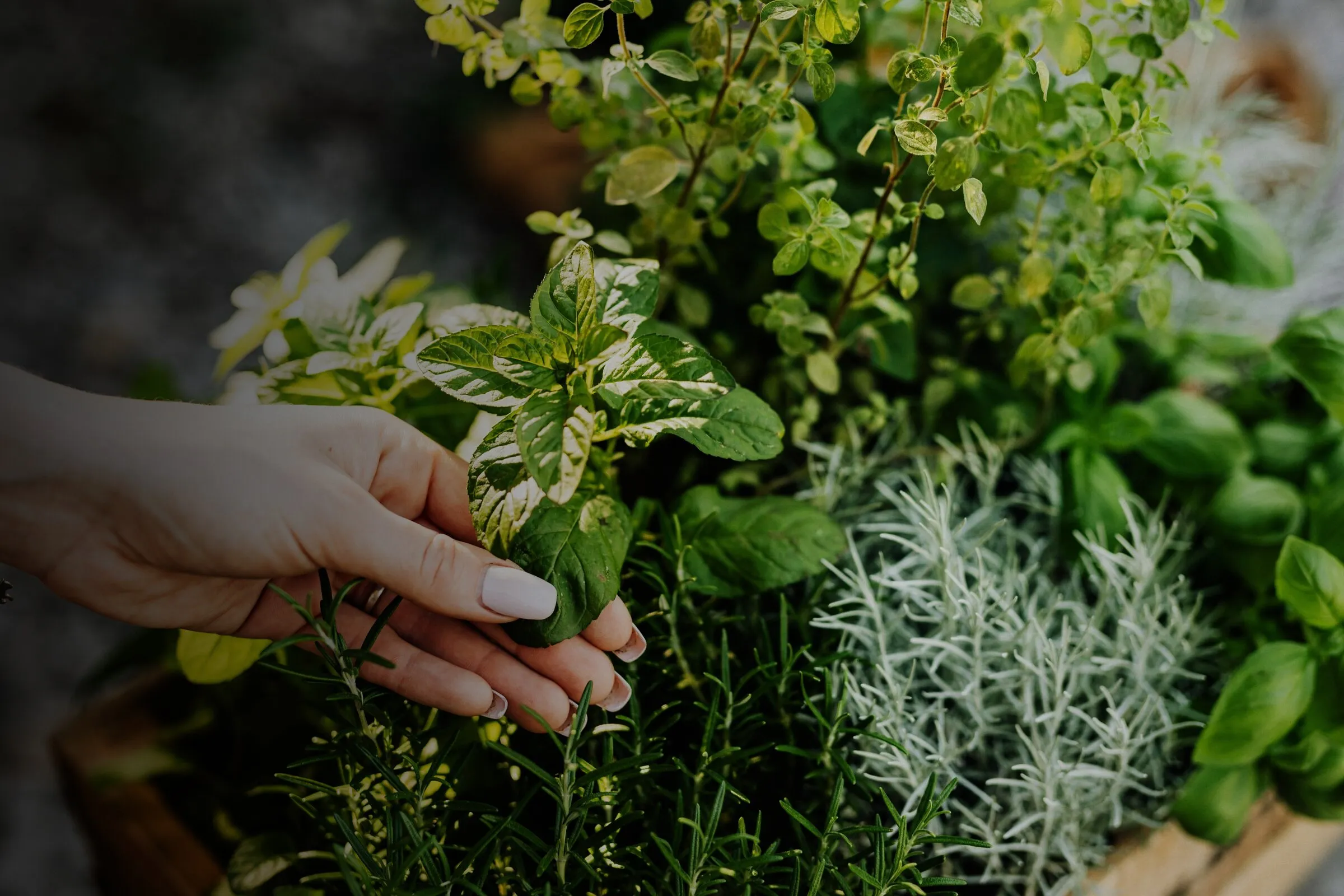 Hand greift in frische Küchenkräuter