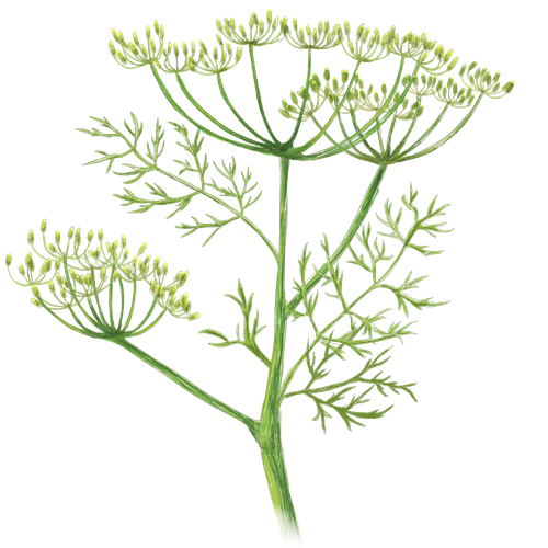 Variétés de fenouil