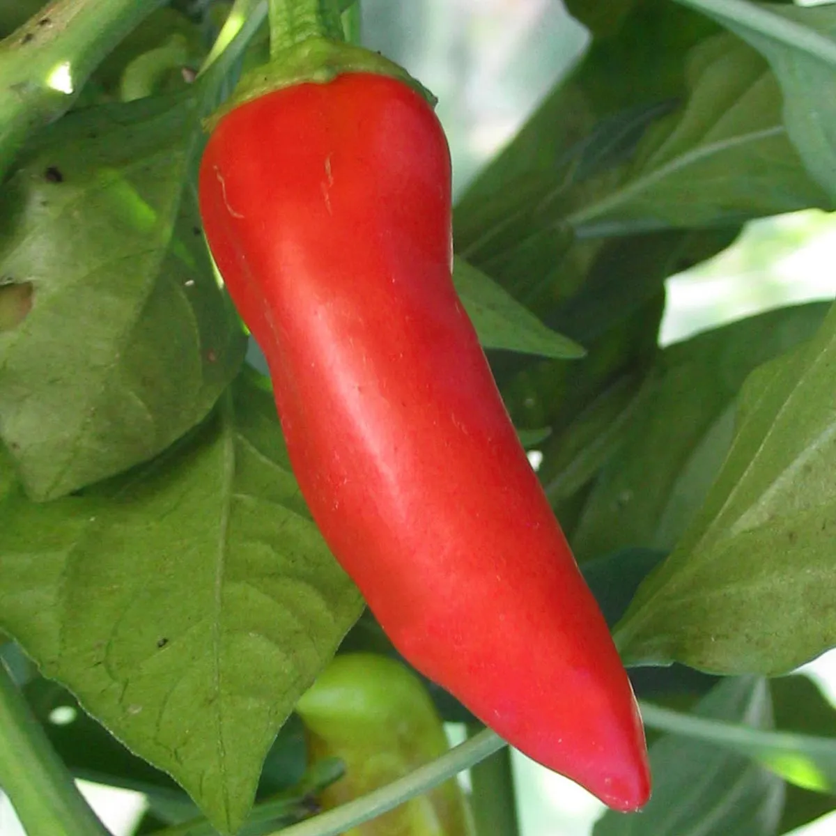 Chili 'Hungarian Hot Wax' (Capsicum annuum) Bio Saatgut