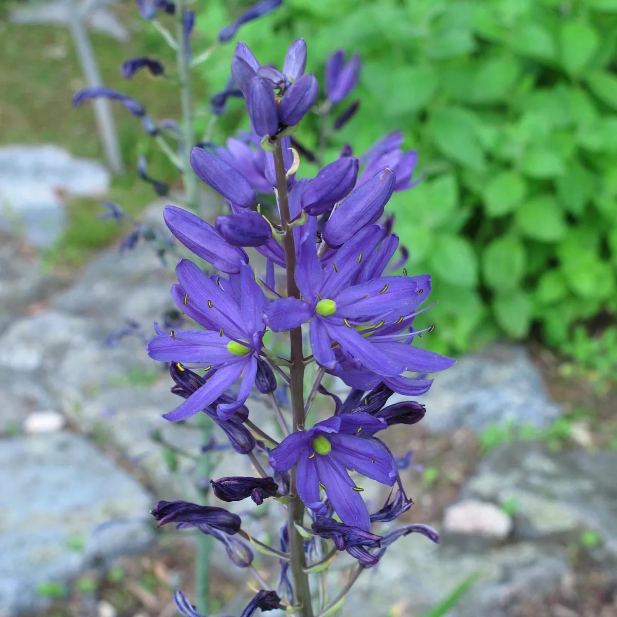 Prärielilie/ Camas (Camassia quamash) Samen