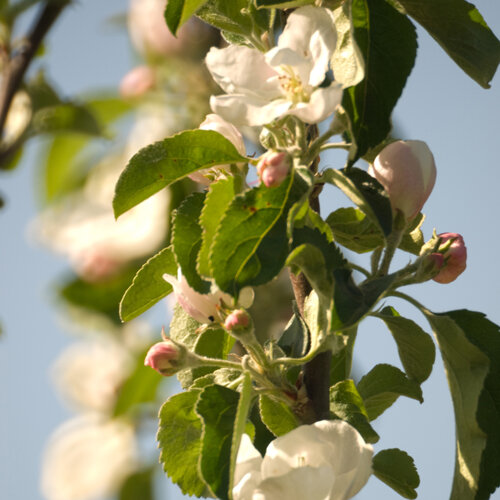 Fleurs de pommier blanches et boutons roses au printemps
