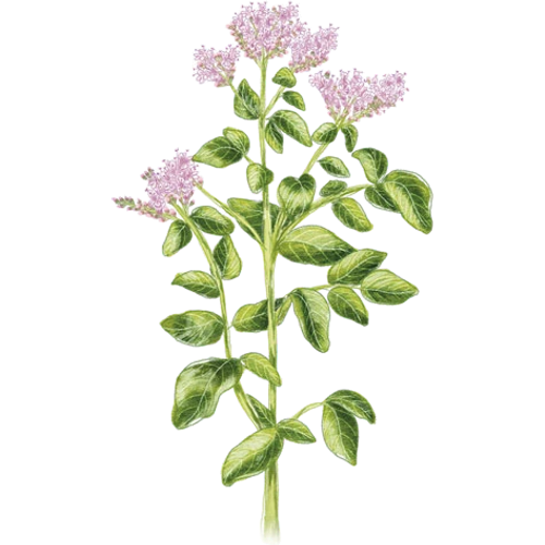 Variétés d'origan