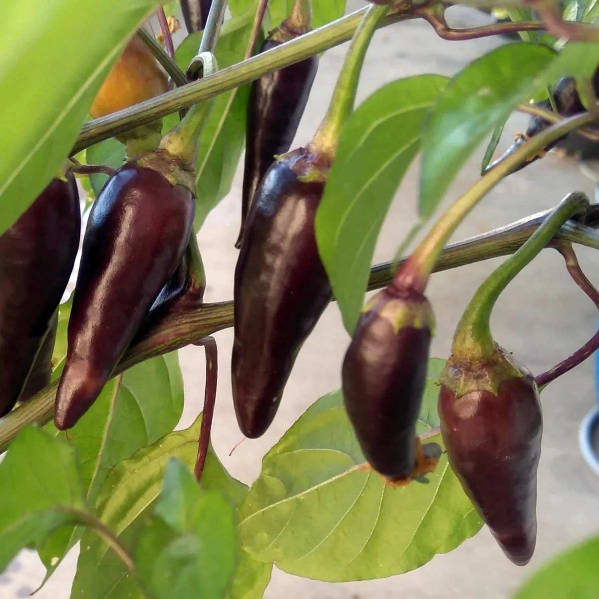 Chili 'Pasilla Bajo' (Capsicum annuum) Samen