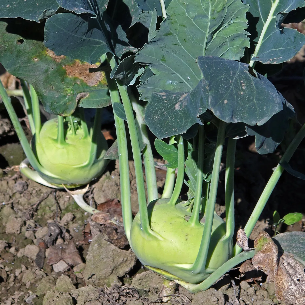 Kohlrabi 'Superschmelz' (Brassica oleracea var. gongylodes) Bio Saatgut