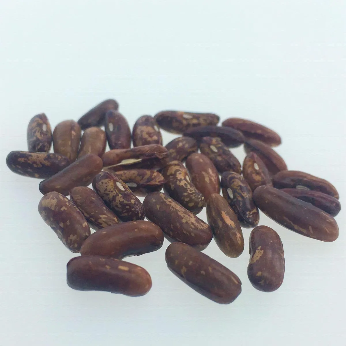 Buschbohne 'Saxa' (Phaseolus vulgaris) Bio Saatgut