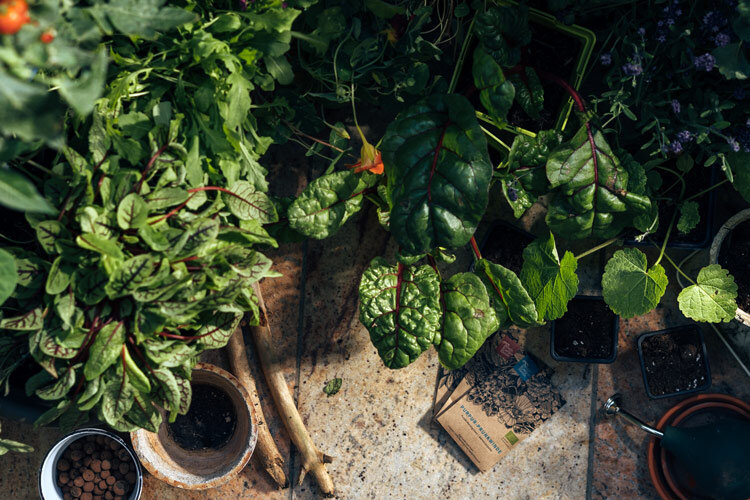 Balcon luxuriant vu d'en haut : blettes, herbes aromatiques et tomates en pots, terre et billes d'argile