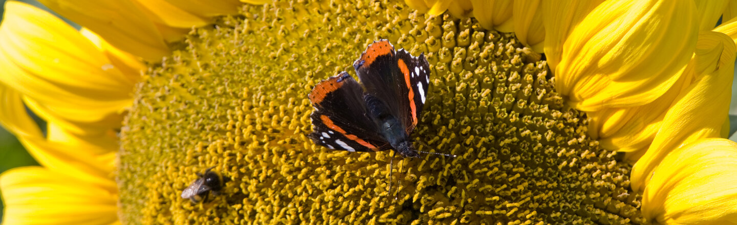 Vulcain posé sur un tournesol
