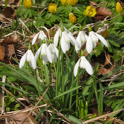 Perce-neige en fleurs au début du printemps, avec des fleurs printanières jaunes derrière