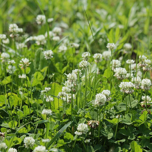 Trèfle blanc (Trifolium repens) en fleurs dans la pelouse
