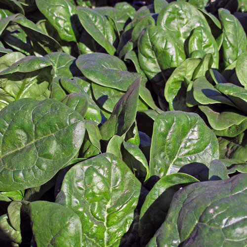 Feuilles d'épinard vigoureuses dans le potager