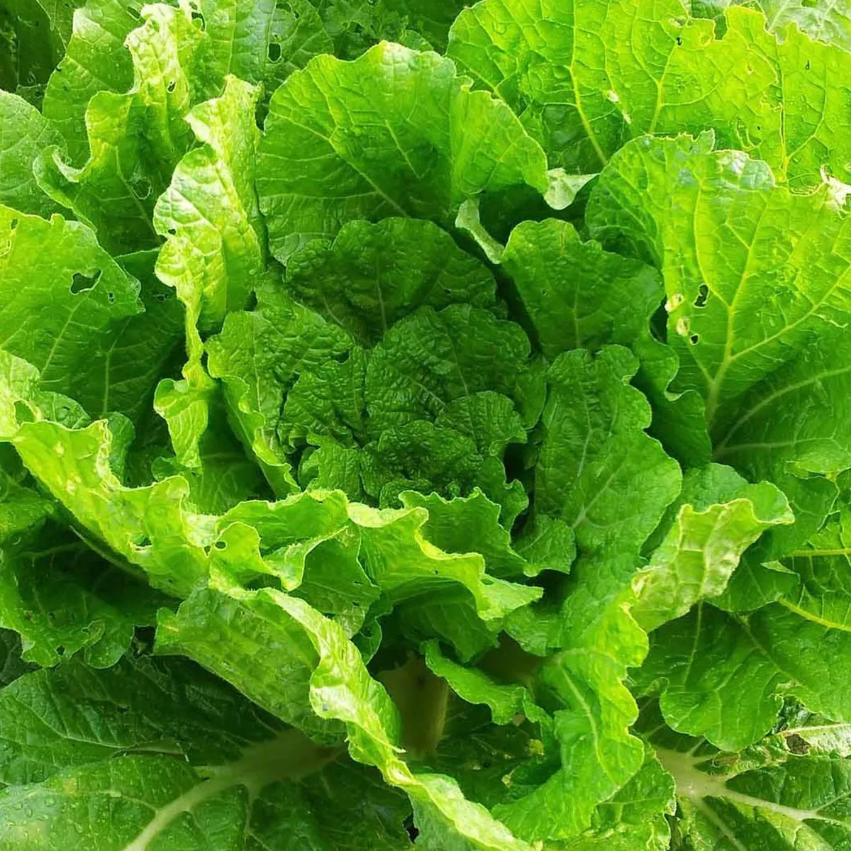 Chinakohl 'Wong Bok' (Brassica rapa subsp. pekinensis) Samen