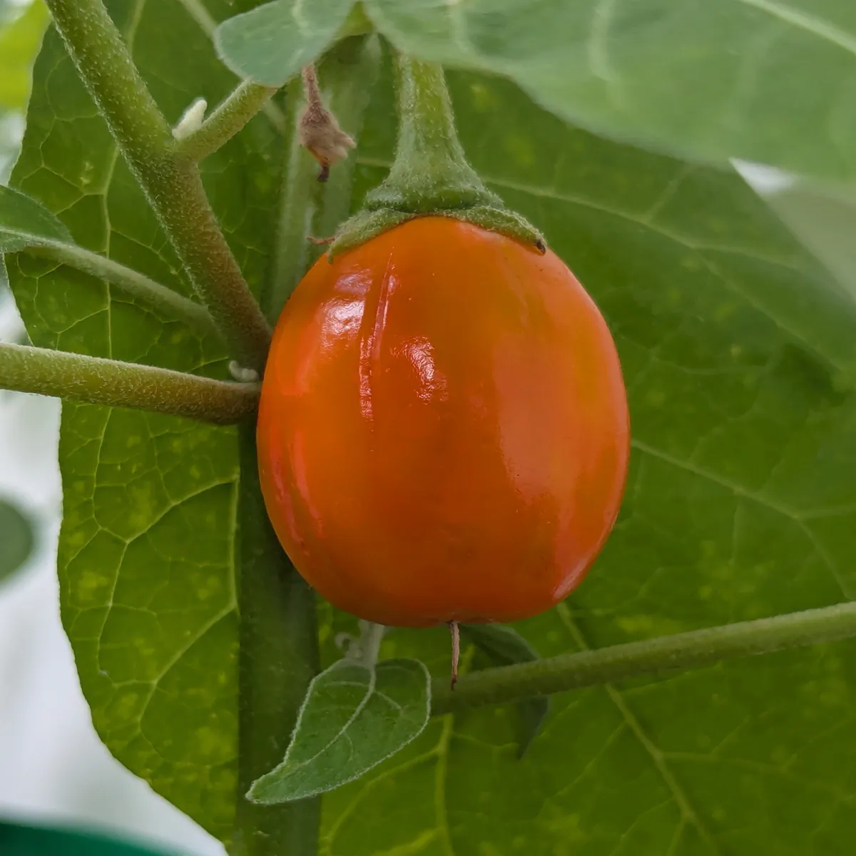 Äthiopische Eierfrucht 'Turkish Orange' (Solanum aethiopicum) Samen