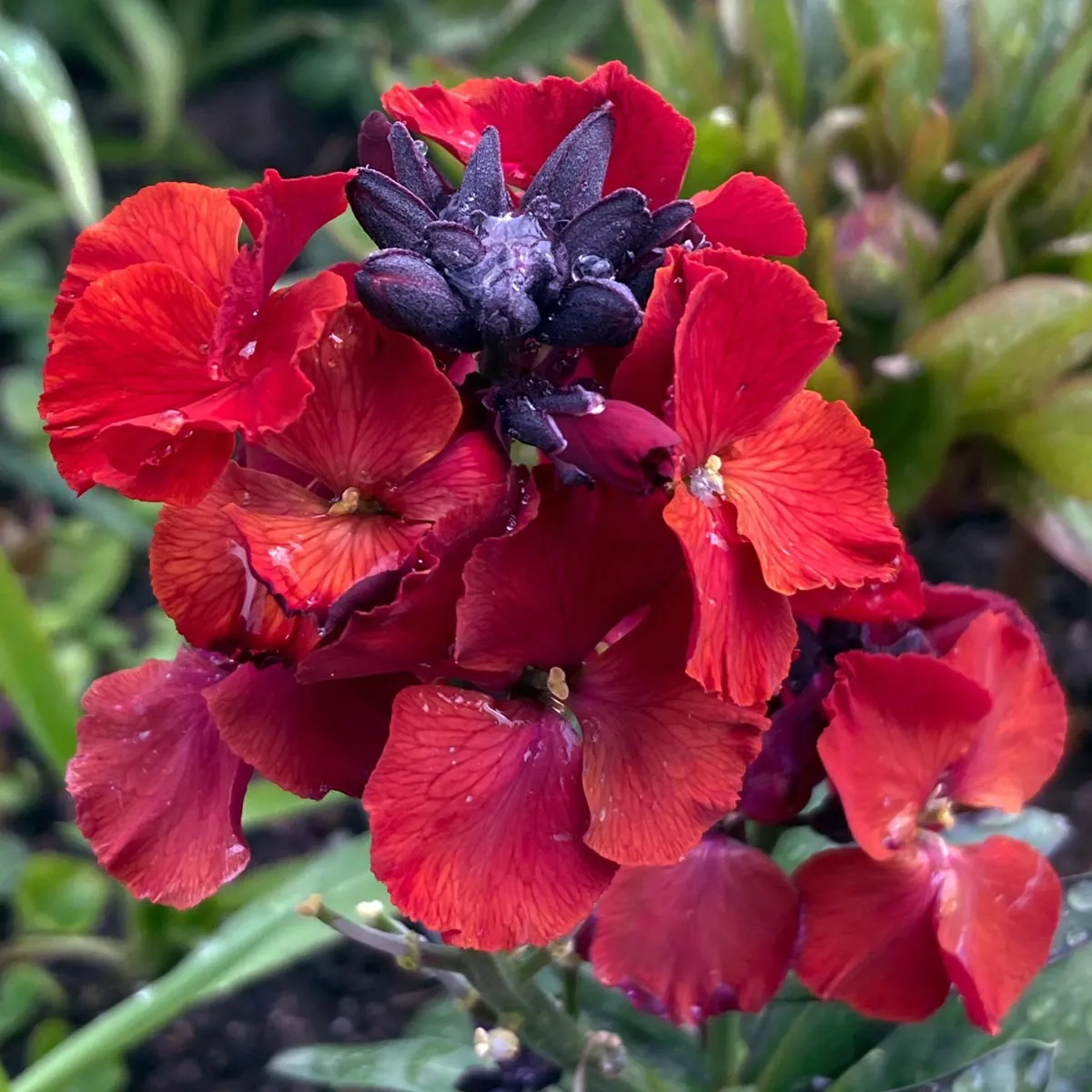 Goldlack 'Scarlet Emperor' (Erysimum cheiri) Samen