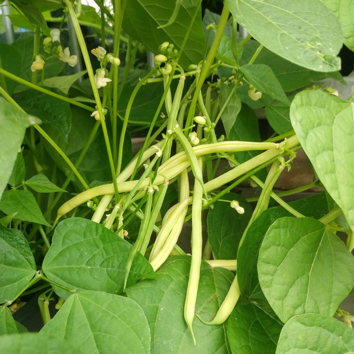 Gelbe Wachsbohne 'Orinoco' (Phaseolus vulgaris) Samen