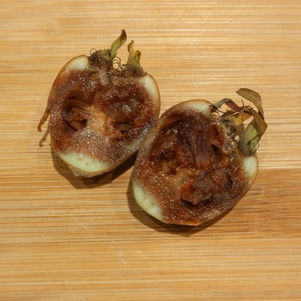 Echte Mispel (Mespilus germanica) Samen