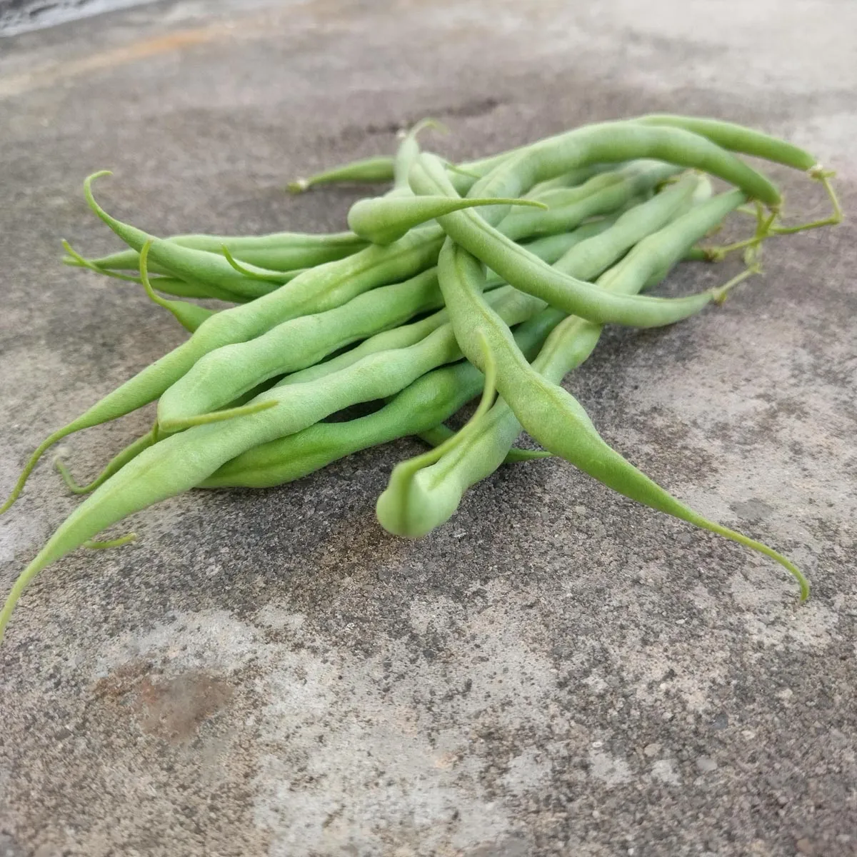 Buschbohne 'Saxa' (Phaseolus vulgaris) Bio Saatgut