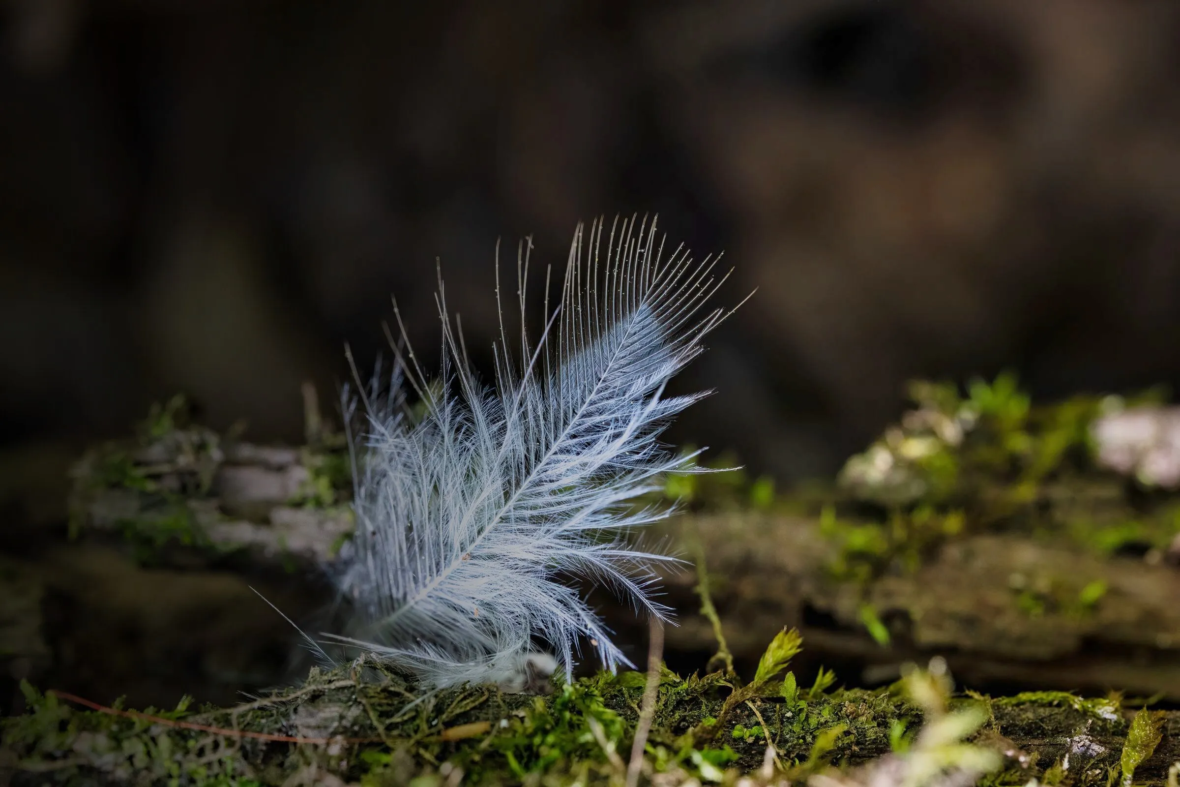 Weiße Feder auf Moos im Waldboden