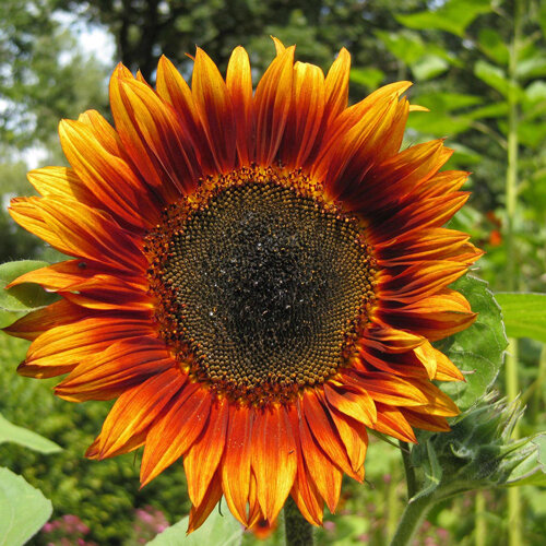 Tournesol aux pétales rouge orangé et au cœur sombre