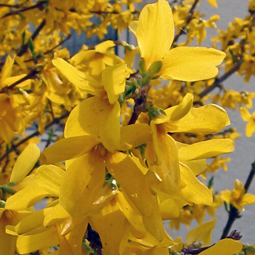 Forsythia en pleine floraison jaune