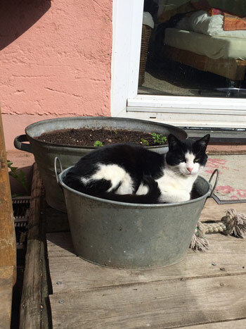 Chat noir et blanc couché dans une bassine en zinc près d'un bac à plantes au soleil