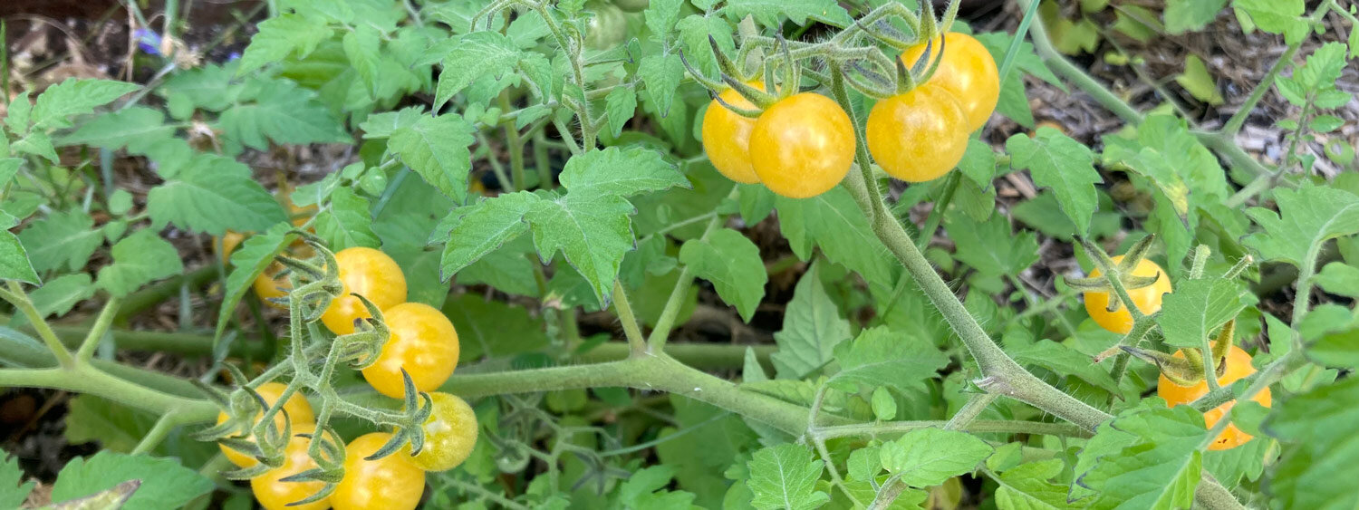 Tomates sauvages robustes